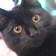 kokoraii's profile picture'